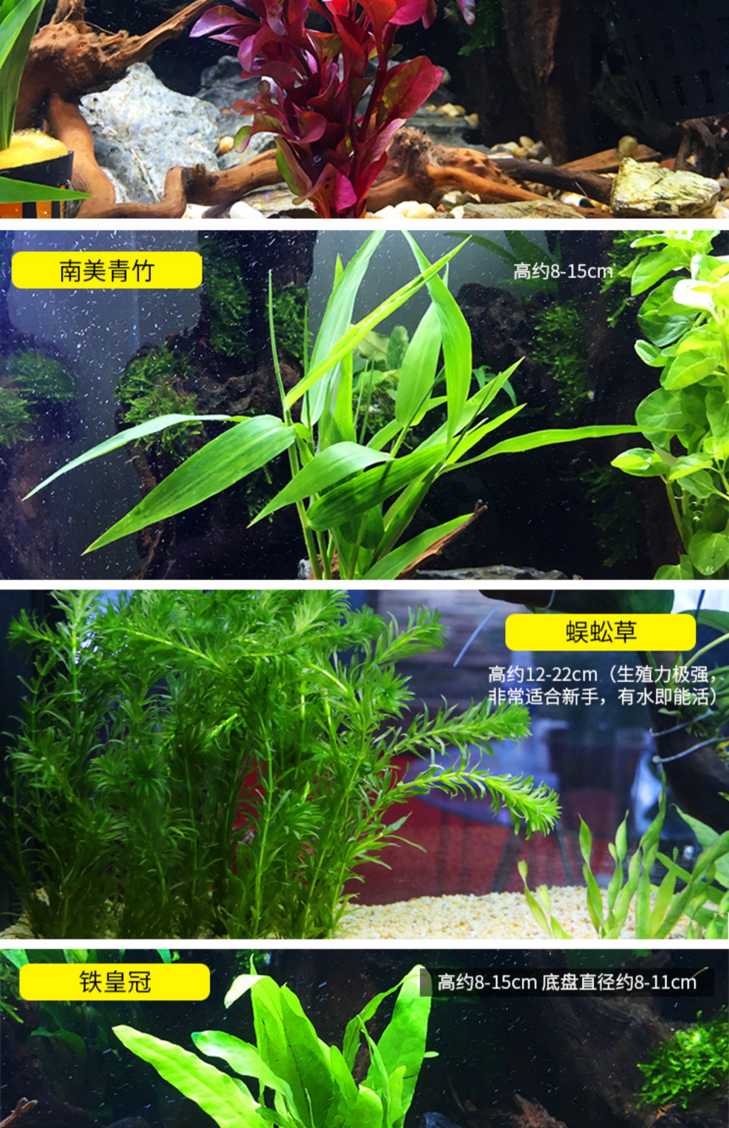 鱼缸中后景水草活体淡水懒人造景红波绿菊蜈蚣绿宫廷坨草沉木水榕鹿角