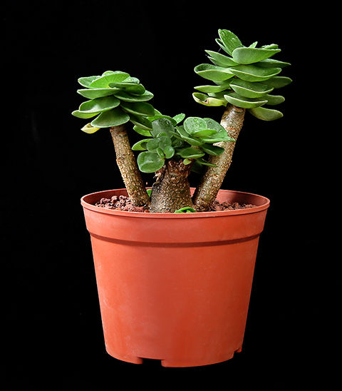 带盆带土多头多肉植物金钱木肉肉植物办公室内花卉盆栽