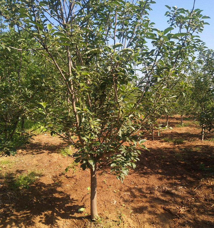 小苹果苗沙果苗东北抗寒鸡心果大秋果树苗南北方种植当年结果 十二年