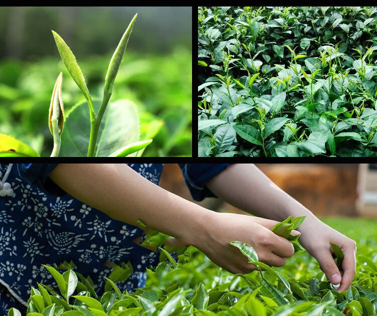 兰贵人茶海南三亚特产五指山乌龙茶新茶叶100g/250g 苦丁茶2盒250g