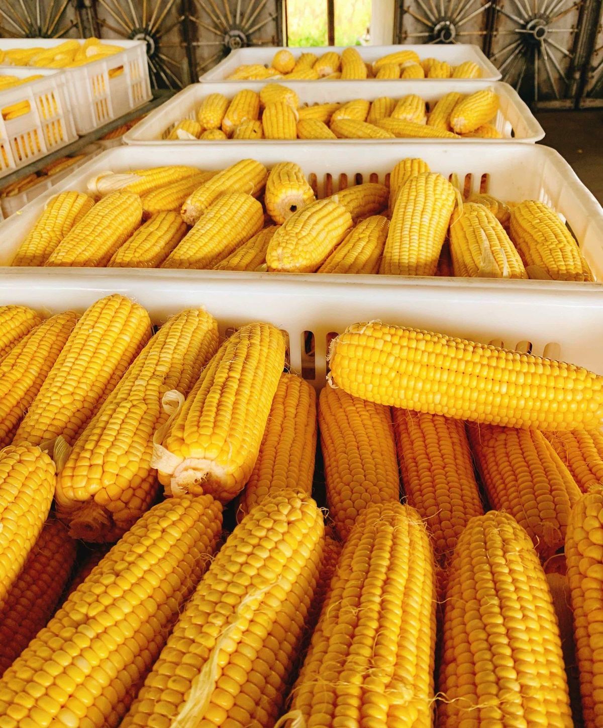 黑龙江东北黄糯玉米新鲜现摘粘黏甜真空袋装非转基因肥减餐即食甜糯10