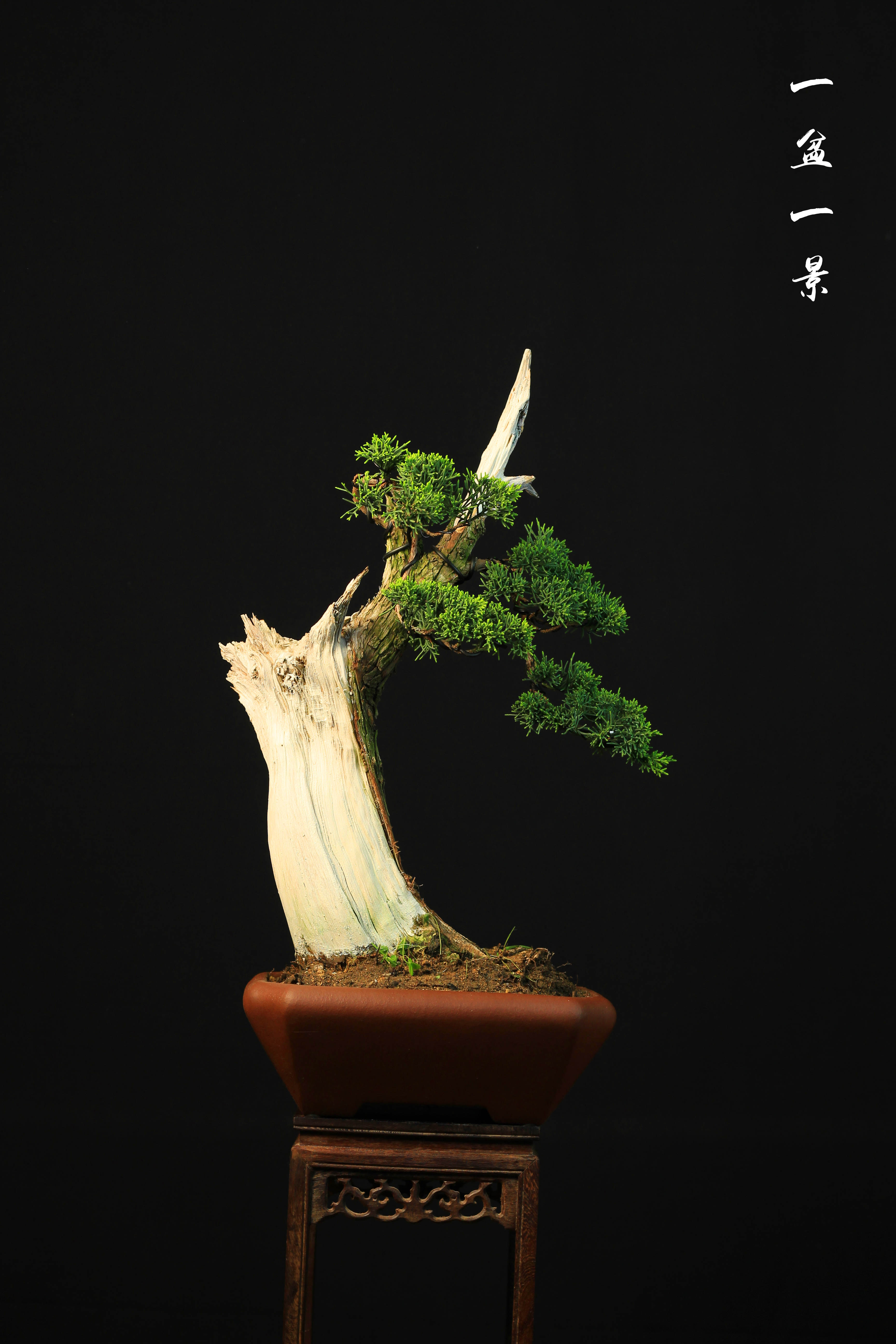 多瑙梦日本进口宫阪八房米叶系鱼川纪州济州真柏盆景舍利干神枝造型