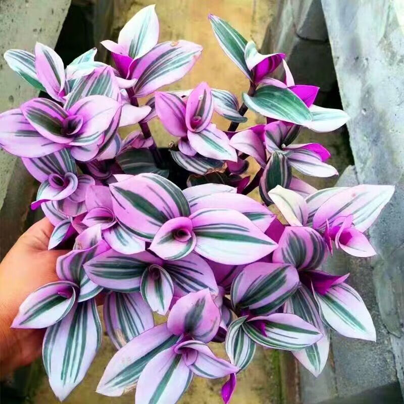 油画吊兰油画婚礼新品吊兰多肉植物花卉盆栽好养活彩色净化空气美油画