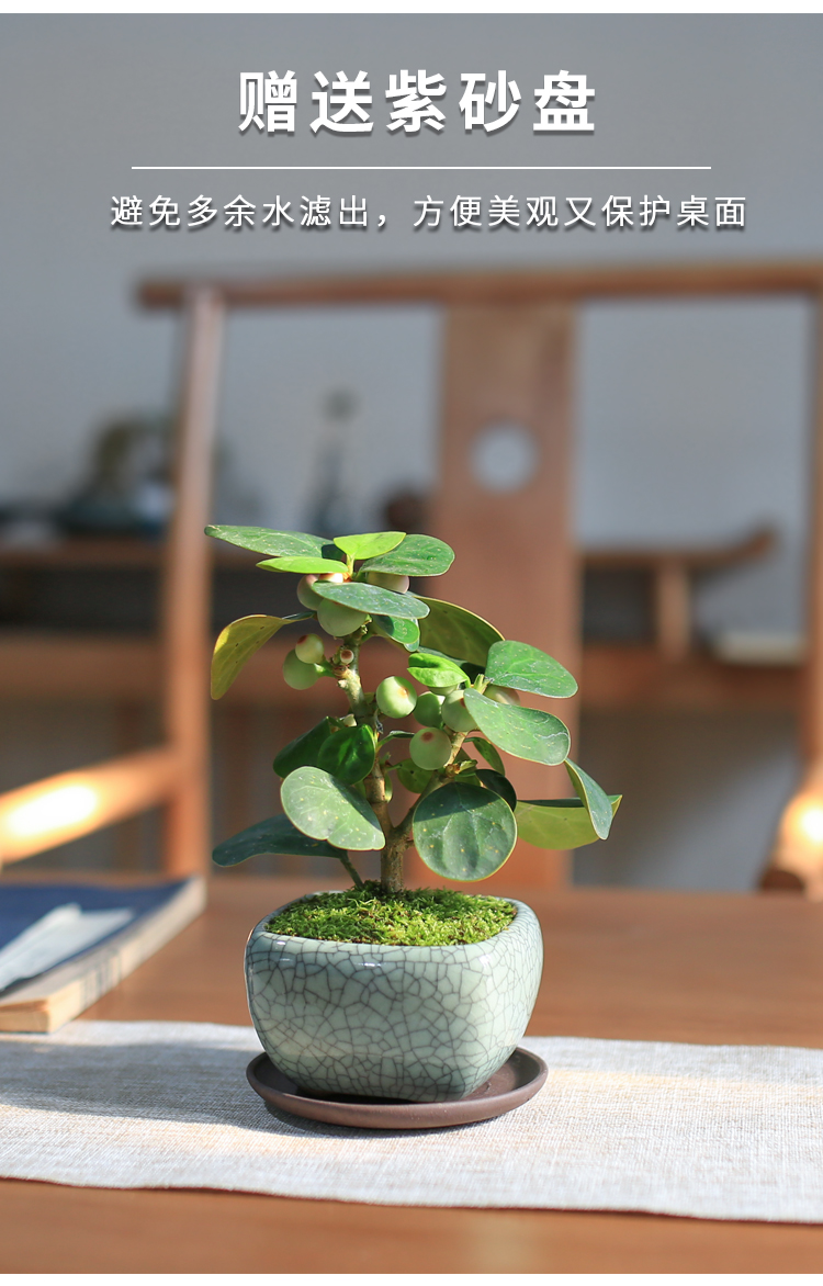 星派果小盼菩提办公室绿植小盆栽带果植物桌面好养四季净化空气客厅