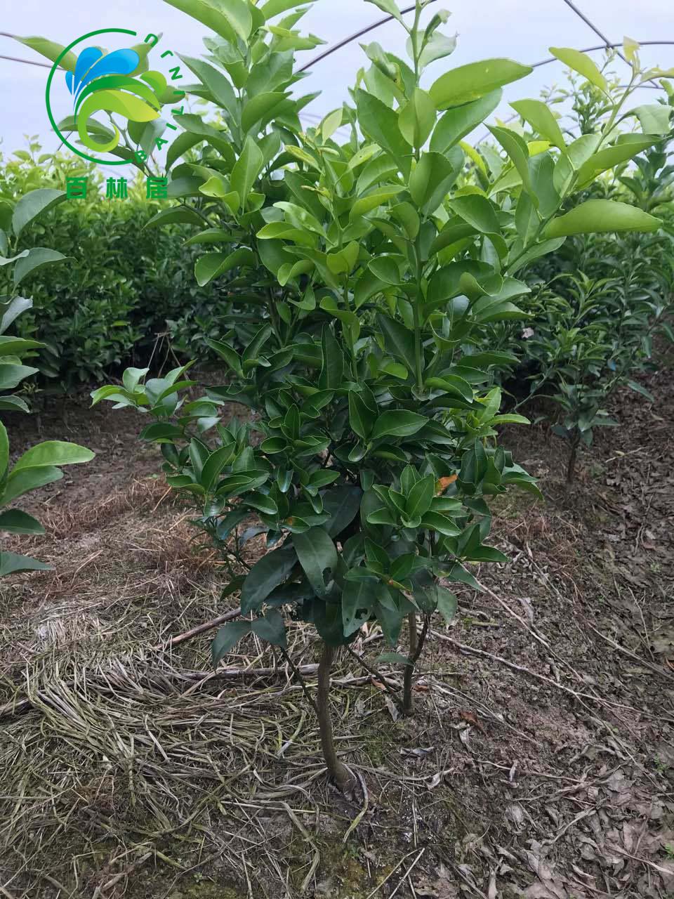 嫁接桔子树苗沙糖橘子苗南方北方种植地栽盆栽果树苗当年结果品种广元