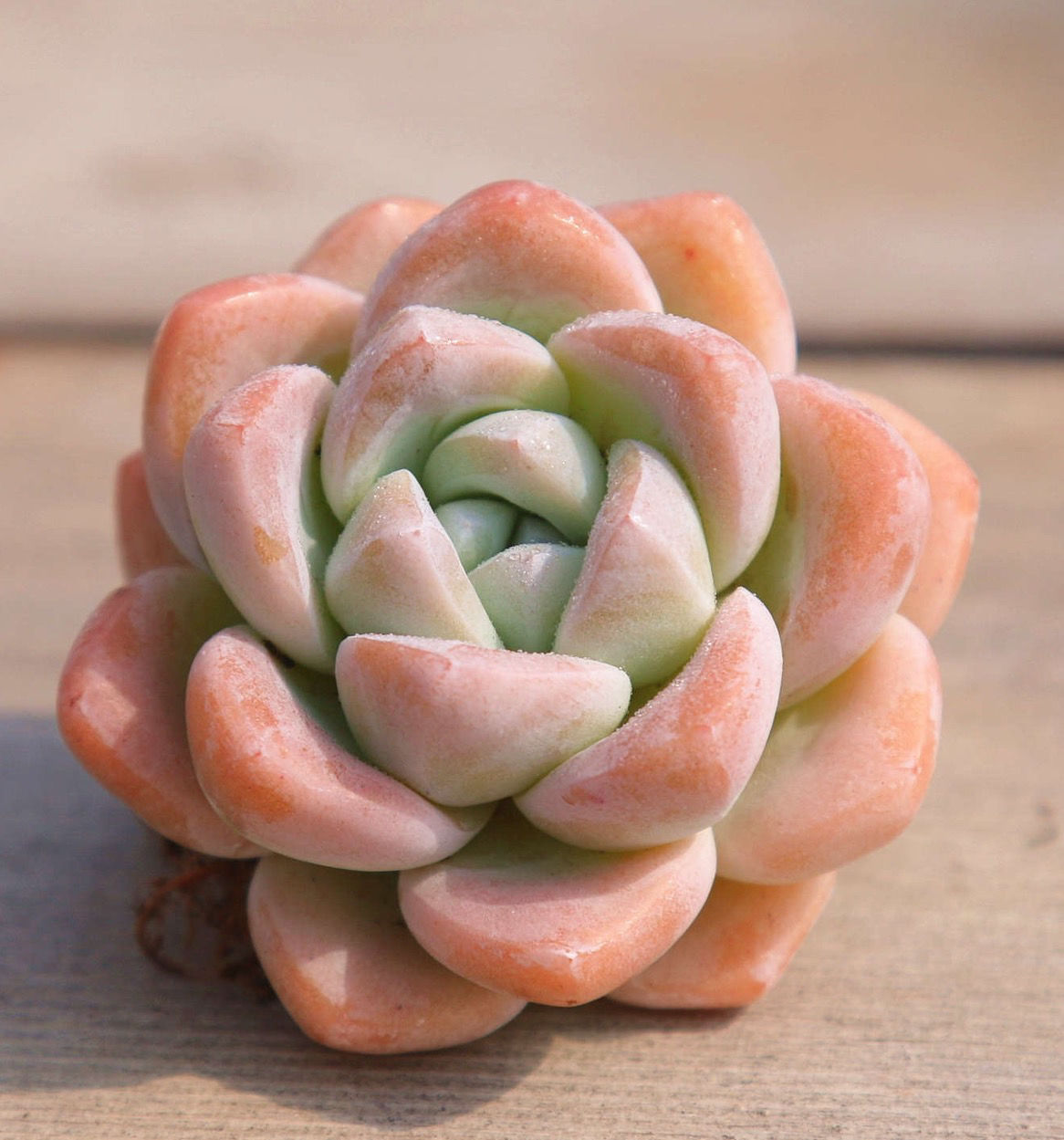 络咚棠**上新果冻冰玉一物一拍多肉植物盆栽绿植花卉盆花办公稀有贵货