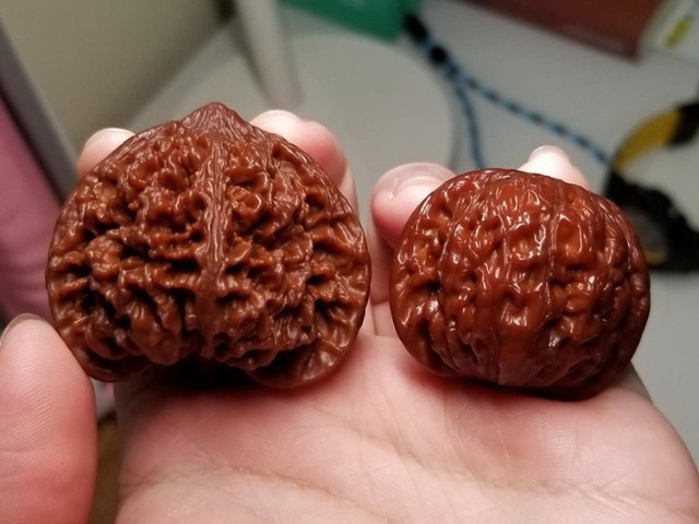 爱优美北京百花山满天星狮子头星星点点随缘款满天星狮子头一对