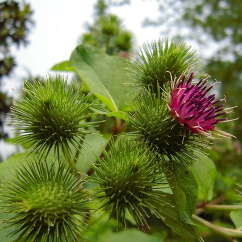 散装牛蒡子种子大力籽东洋参种子东洋牛鞭菜野生保健菜中药材种子