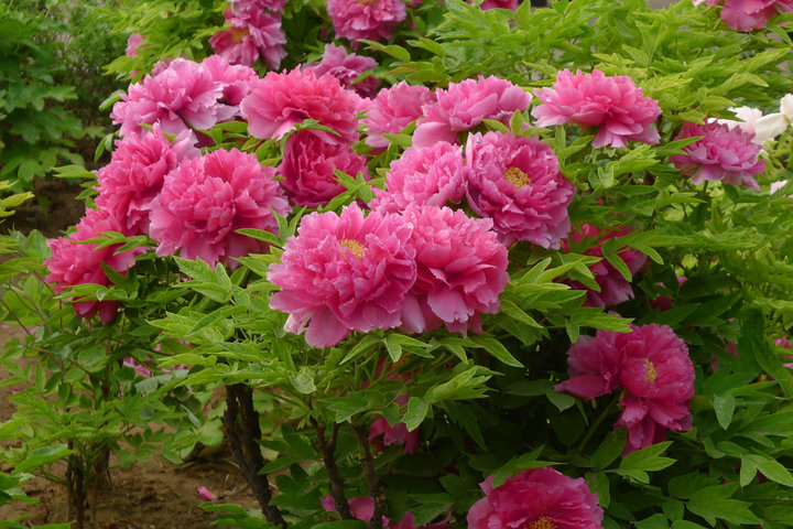 新采牡丹种子花苗四季播盆栽大花洛阳观赏牡丹花种籽油用牡丹 洛阳红