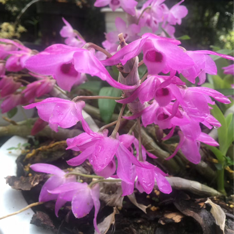 麝香石斛苗盆栽种苗浓香型龟背黄金石斛肿节石斛卡特兰石斛兰绿植麝香