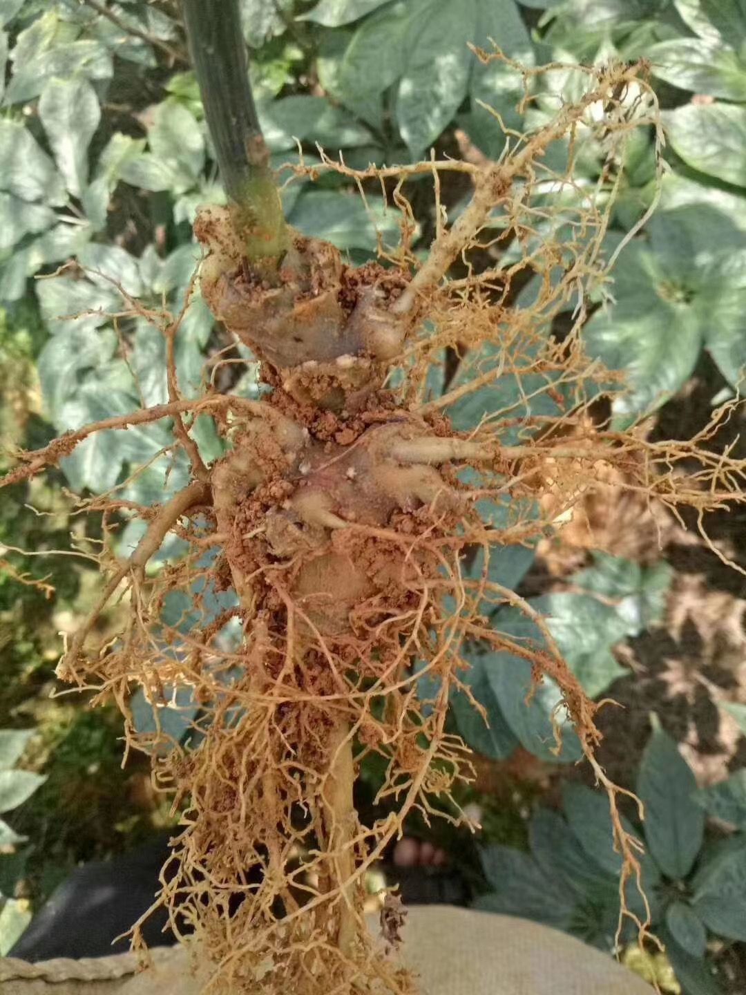 三七根新鲜三七云南文山鲜田七现挖20头30头40头鲜煲汤泡酒料6头6个