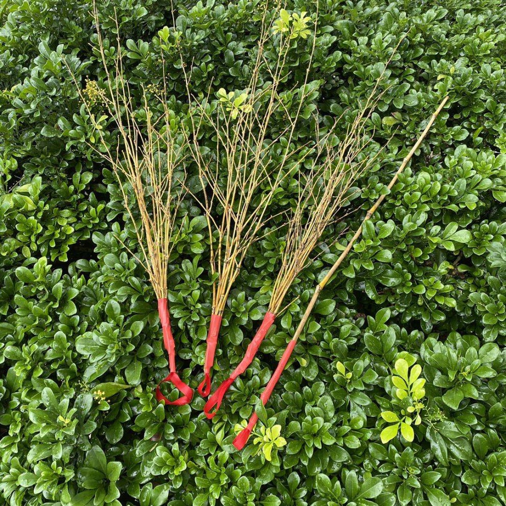 教育孩子的棍子教棍戒尺竹鞭家用软竹条竹条子细竹枝竹鞭子藤条教鞭藤