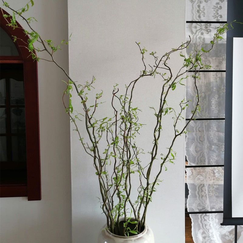龙柳大型水培植物鲜枝四季好养树枝装饰室内庭院水养鲜切绿植造景不含