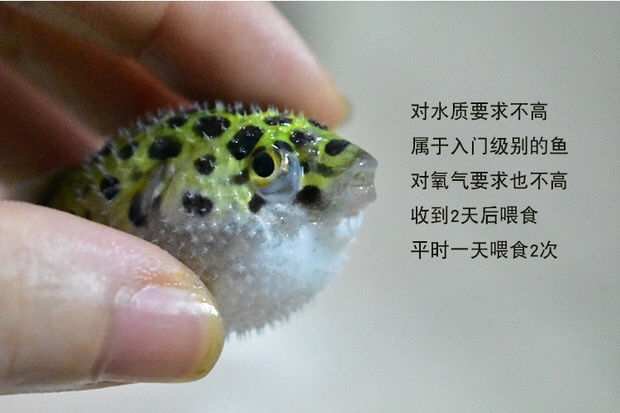 小河豚活体气泡鱼宠物潜水艇巧克力鱼淡水鱼热带鱼观赏鱼河豚5条24cm