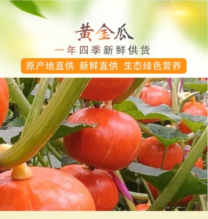 金瓜南瓜黄金贝贝南瓜新鲜贝贝小南瓜 臻选金瓜5斤(约4.5-5.