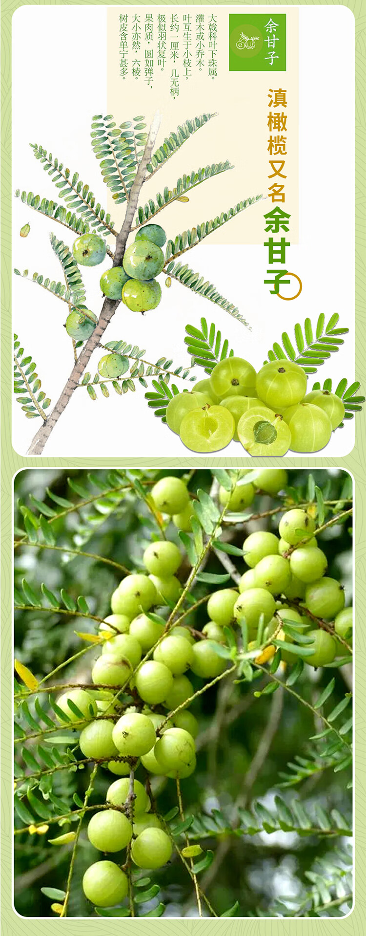 云南滇橄榄汁瓶装整箱油柑余甘子青浓缩原果汁野生饮料 15瓶【整箱