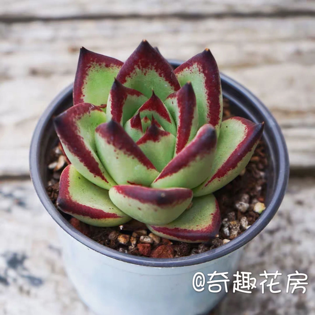 黄皮乌木多肉植物东云黑檀汁罗密欧罗宾办公室迷你小盆栽肉肉植物黄皮