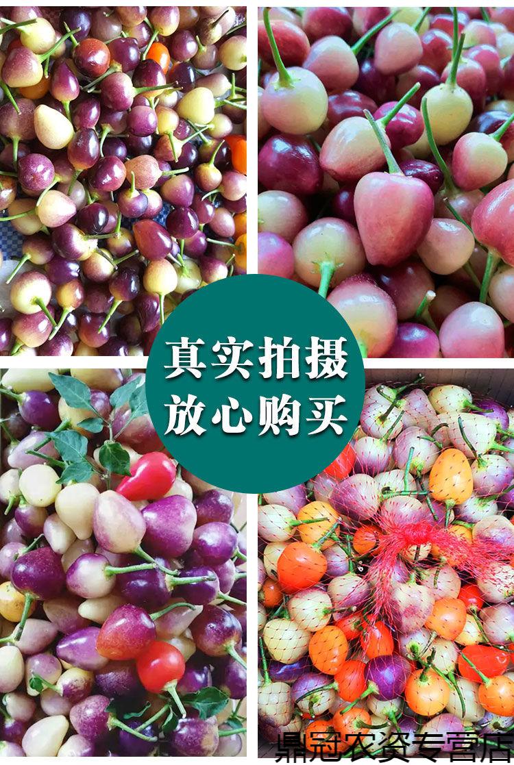 菜友韩国七彩缤纷泡椒种子超辣五彩椒朝天椒辣椒种籽春夏播蔬菜高产