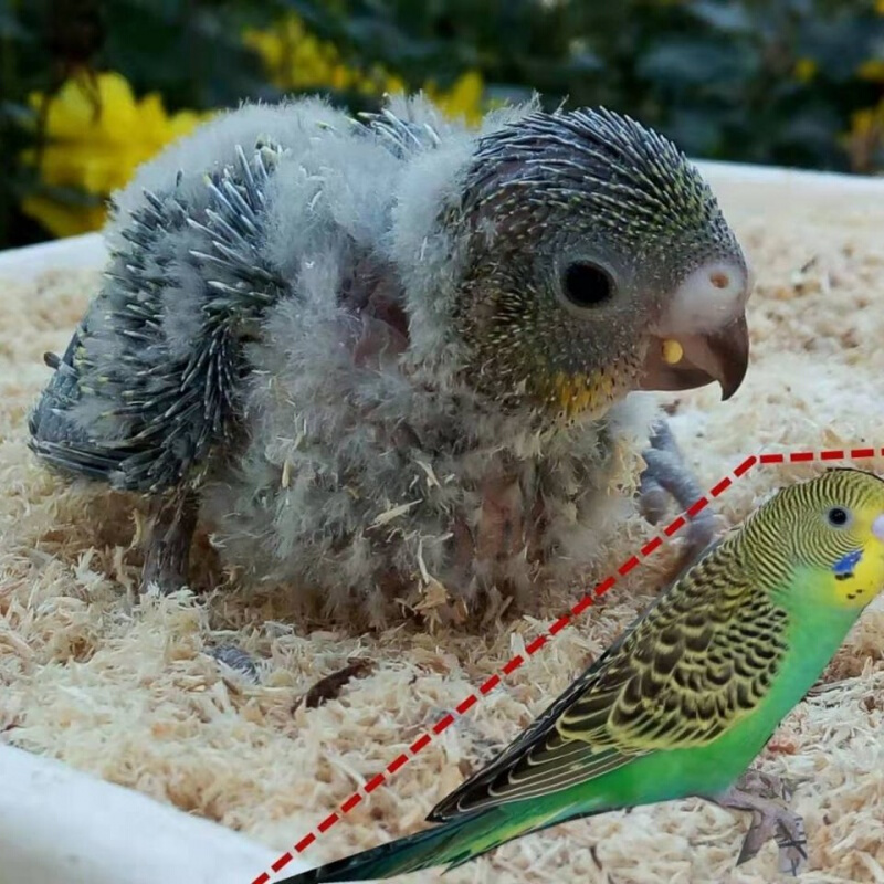 推荐鸟蛋可孵化蛋宠物鸟蛋虎皮鹦鹉大头蛋牡丹棕头玄凤鹦鹉鸟蛋虎皮蛋