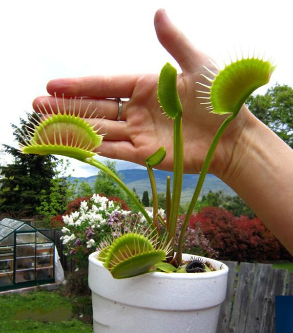 soumiety食虫植物-超大捕蝇草-(吃虫子的植物食虫草)m9 超大m苗【夹子