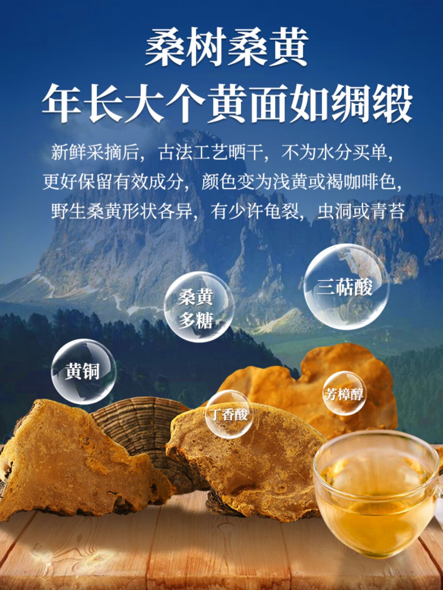 桑黄的药用价值图片