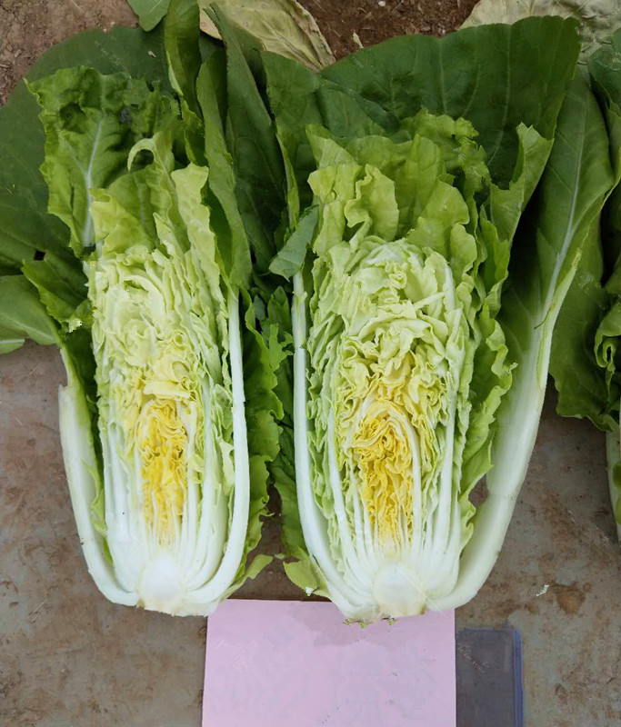 超光速快菜种子有机四季奶油小白菜种子速生早熟青蔬菜菜种孑阳台四季