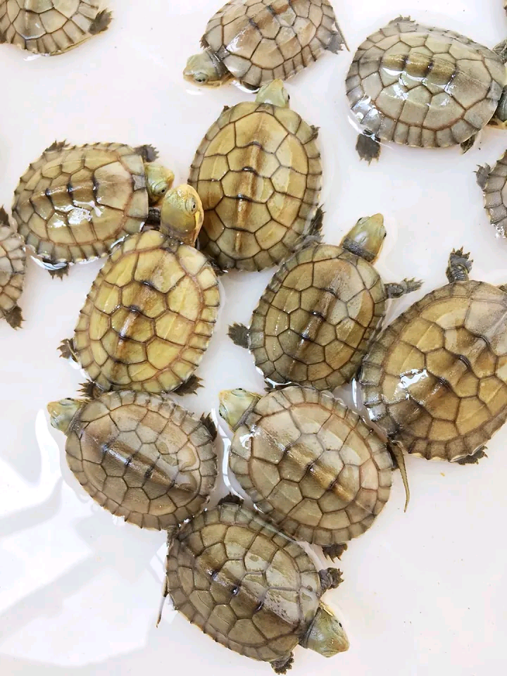 皖南小青龟小青苗北种石活物观赏龟青头龟中华草龟活体 9-10厘米 单身