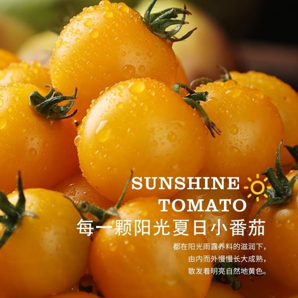 【现摘超甜】夏日阳光小番茄黄圣女果迷恋小柿子樱桃小番茄西红柿