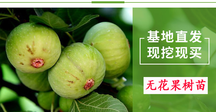 果树苗批发基地三年苗