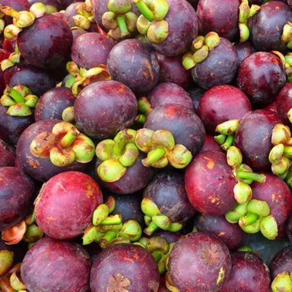 【红肉】山竹苗 买1棵 2棵【50天内结果】【图片 价格 品牌 报价