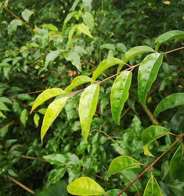 贵州遵义特产野生苦丁茶小叶苦茶余庆小叶苦茶苦中甘甜毛冬青茶 苦丁