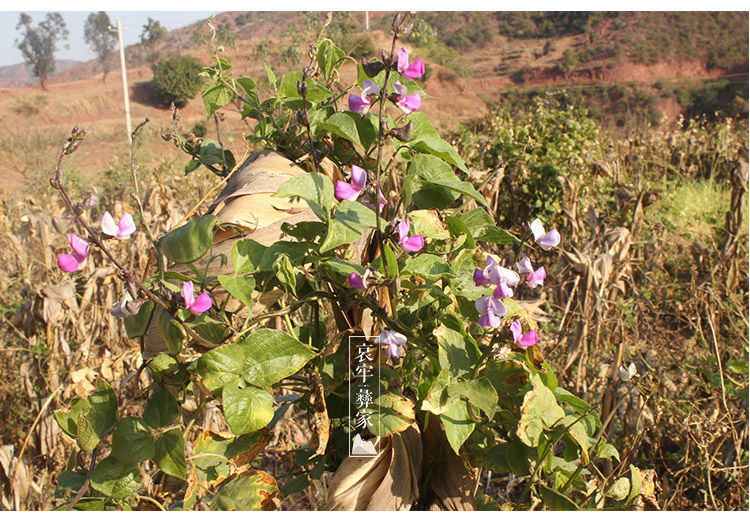 云南白扁豆哀牢山彝家山地自种老品种扁豆新鲜精选杂粮可打粉白扁豆