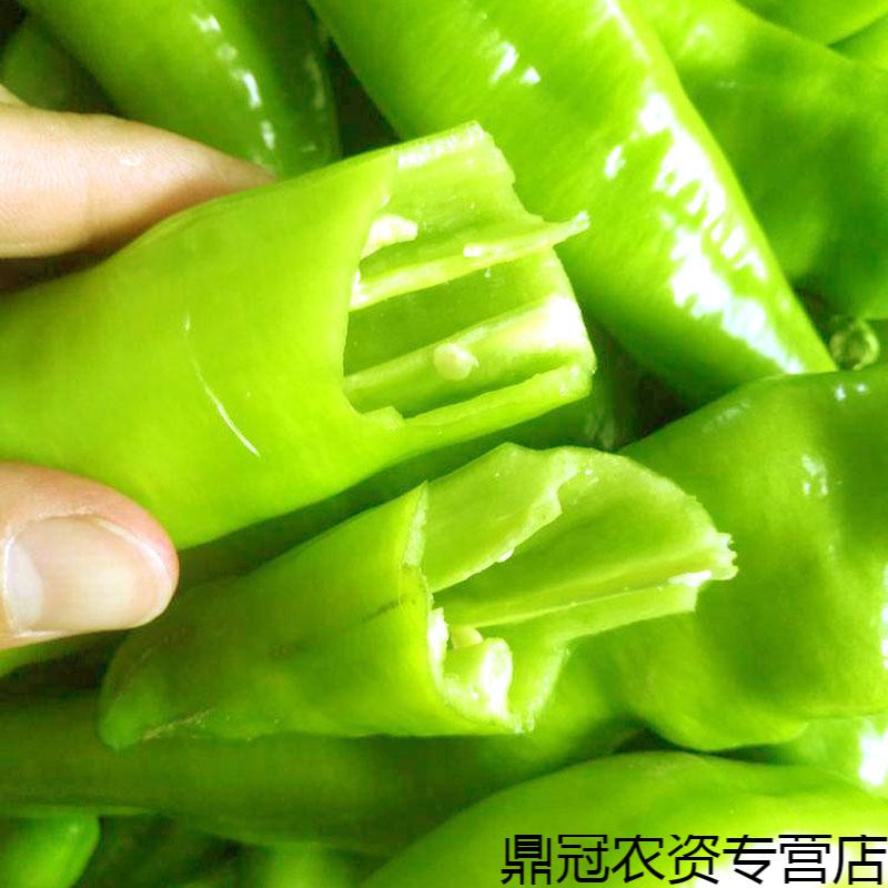 菜友萧新皇贵妃黄皮椒种子大果牛角椒辣味浓郁辣椒种籽羊角椒辣椒种苗