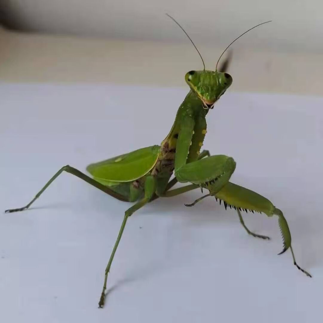 螳螂活体 克氏盾螳螂人工精心养殖大型螳螂儿童生日礼物赠不支持无