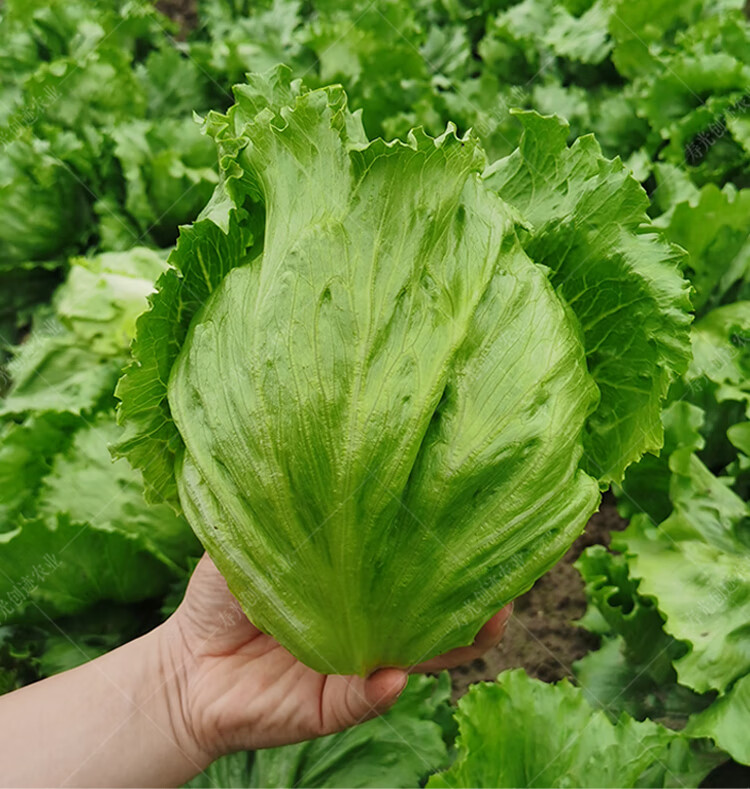 结球生菜种籽圆生菜球四季播美国大速秋季当季种植蔬菜种子菜种子皇帝