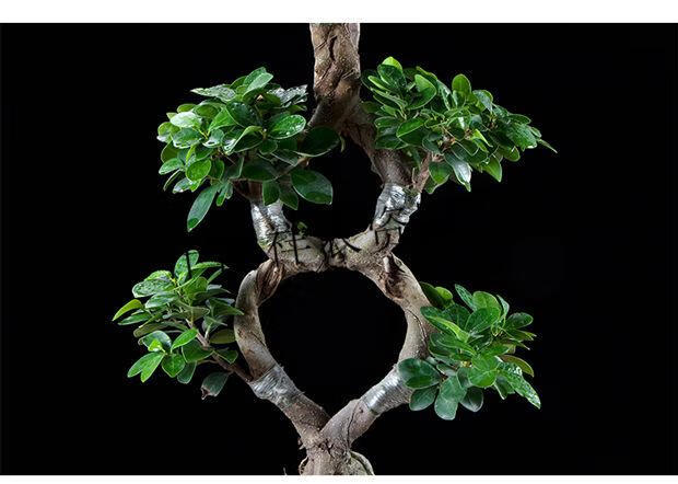 金钱榕榕树盆景老桩大型金钱榕树盆栽型弯字造型人参榕树苗室内外小叶