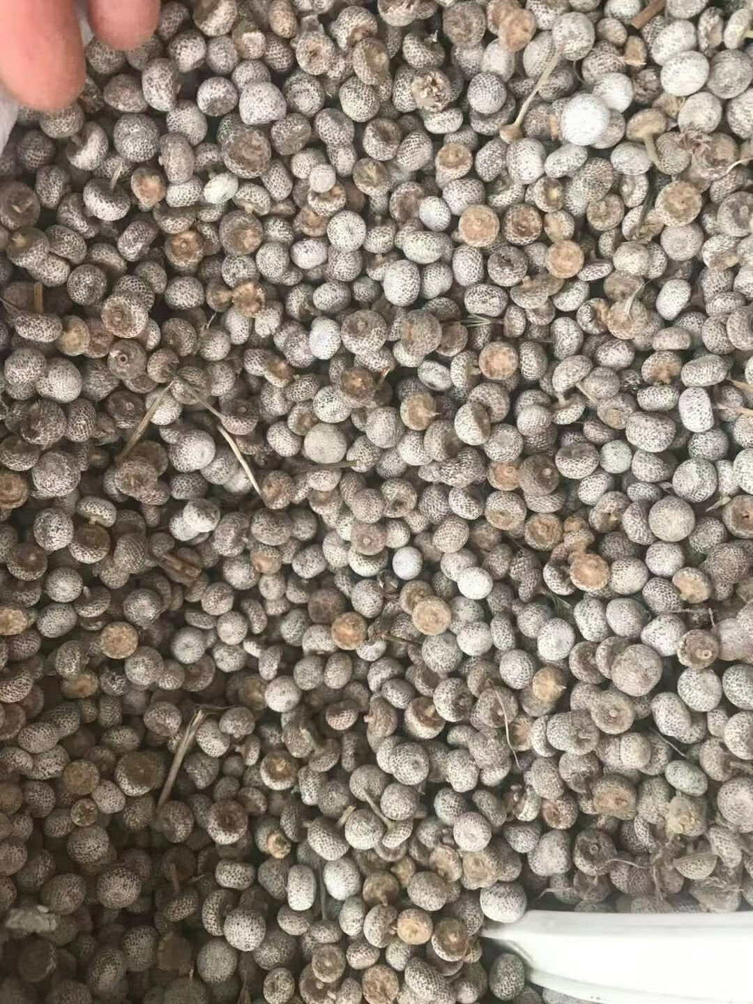 伟博伟博新货谷精草 谷精子 谷精珠 纯珠无杆 500克【图片 价格 品牌