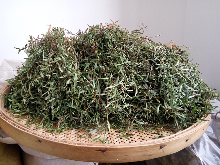 500克野生白花蛇舌草 新晒无硫百花蛇舌草 新鲜蛇利草中草药【图片