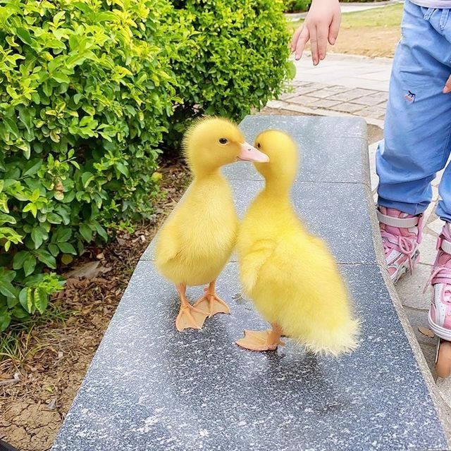 抖音同款精品小黄鸭(预售) 萌萌小鸭一只送一只【发2只】【图片 价格
