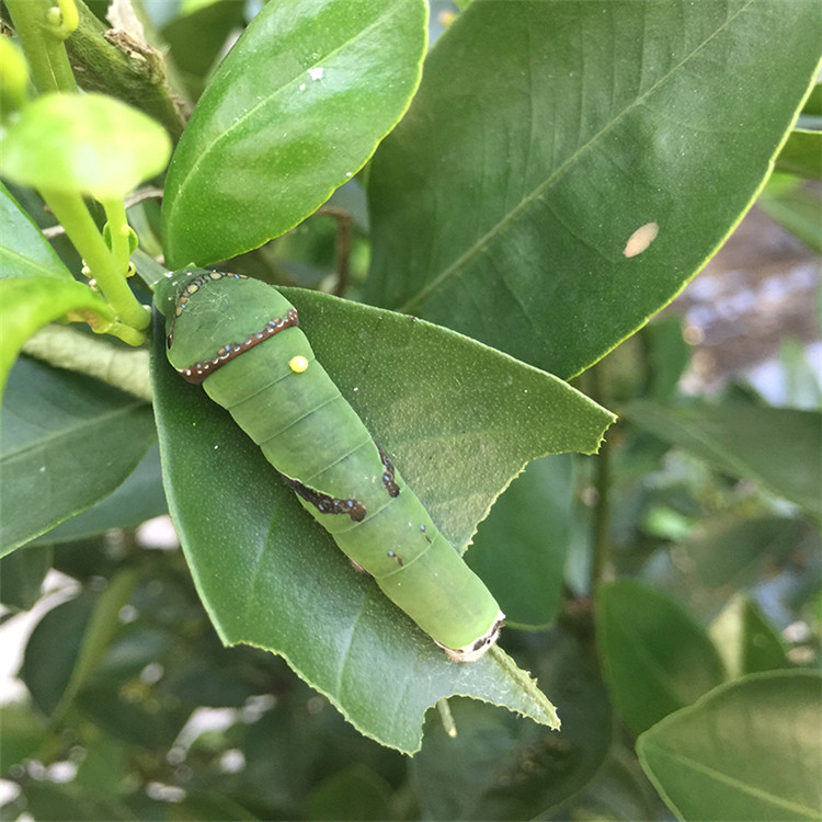 活体蝴蝶蛹 婚礼蝴蝶放飞 儿童礼物饲养观察小昆虫宠物hly070 5只蝶蛹