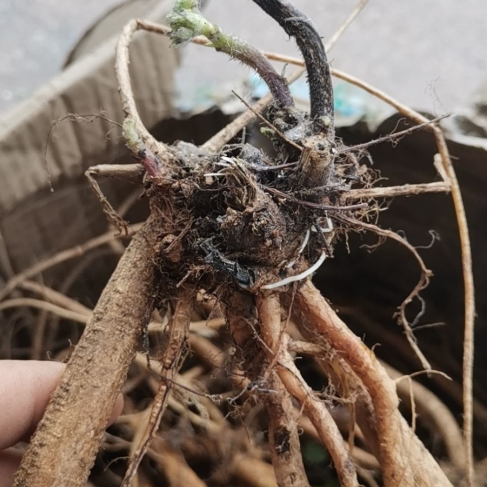 新鮮高原紅活麻根紅杆蕁麻草根蕁麻根霍麻禾麻火麻蠍子草咬人草根