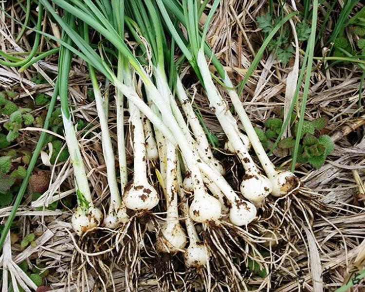 东北小根蒜咸菜大脑瓜咸菜朝鲜族风味泡菜下饭菜韩式风味 250gx3袋【