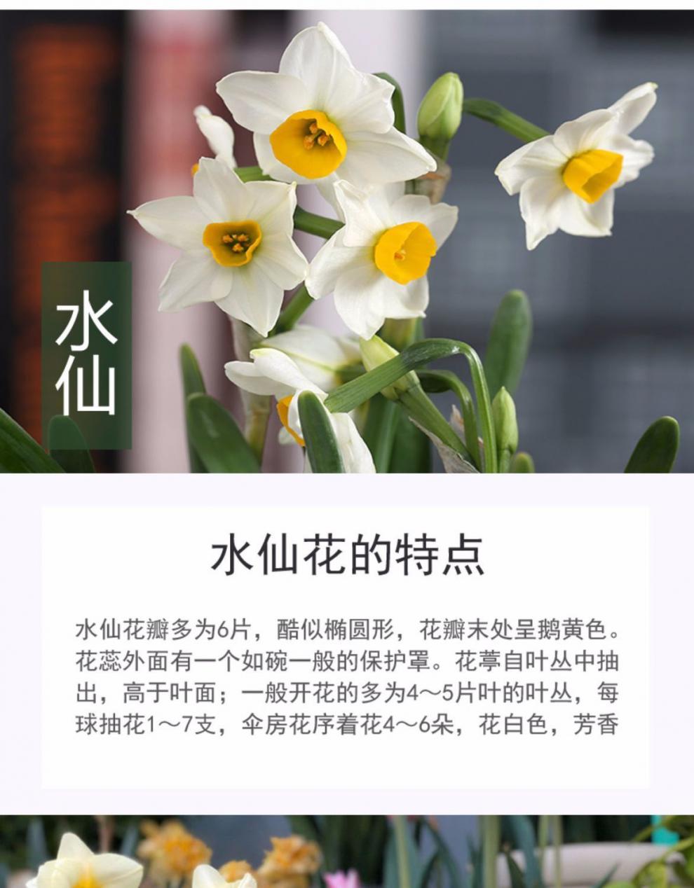 重瓣水仙花种球盆栽四季开花室内水培植物耐寒花卉批发洋水仙种子英国