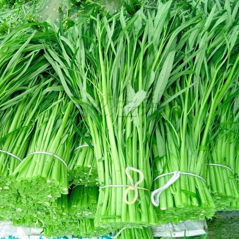 空心菜新鲜柳叶空心菜青菜新鲜农家自种蔬菜现摘现发一斤装