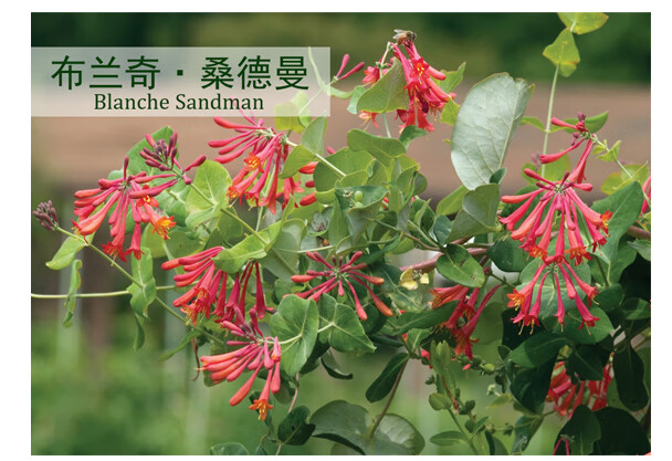 金银花苗耐寒爬藤植物浓香多季节开花庭院花园盆栽花卉3年美国丽人不