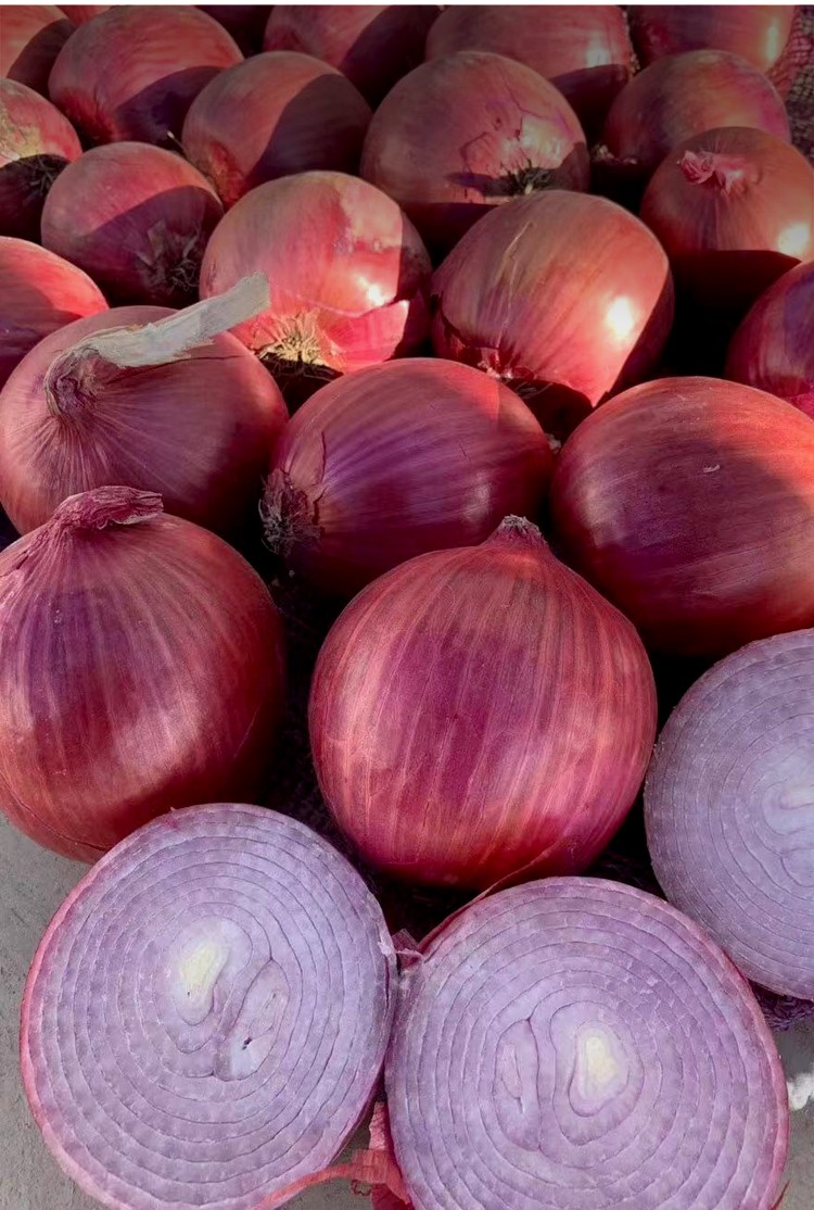 大禹 紫皮洋葱种子苗山东红皮洋葱早熟 紫冠洋葱种子 50g简装【图片
