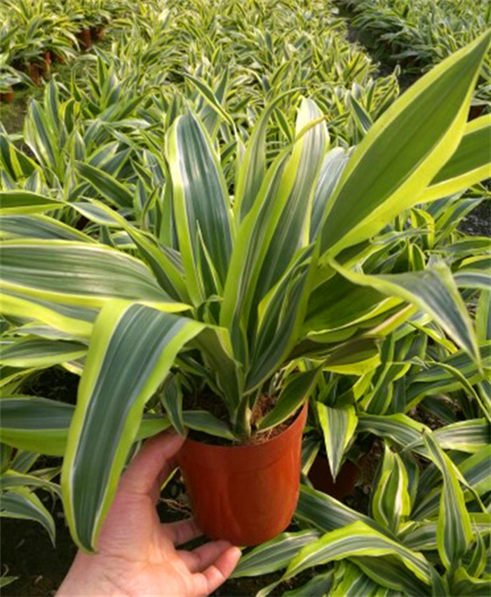 金边巴西木翡翠美人也门铁 巴西美人转运铁办公室绿植盆栽吸 转运铁高