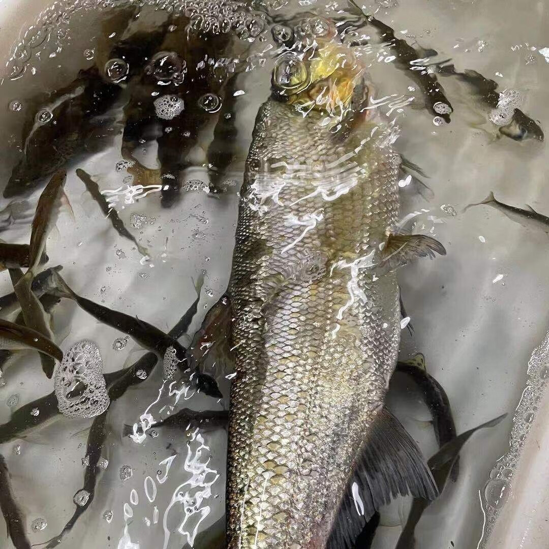 lism大翘嘴鱼米级翘嘴白鱼新鲜活淡水大白刁子鱼白条鱼2斤整条 活鱼现