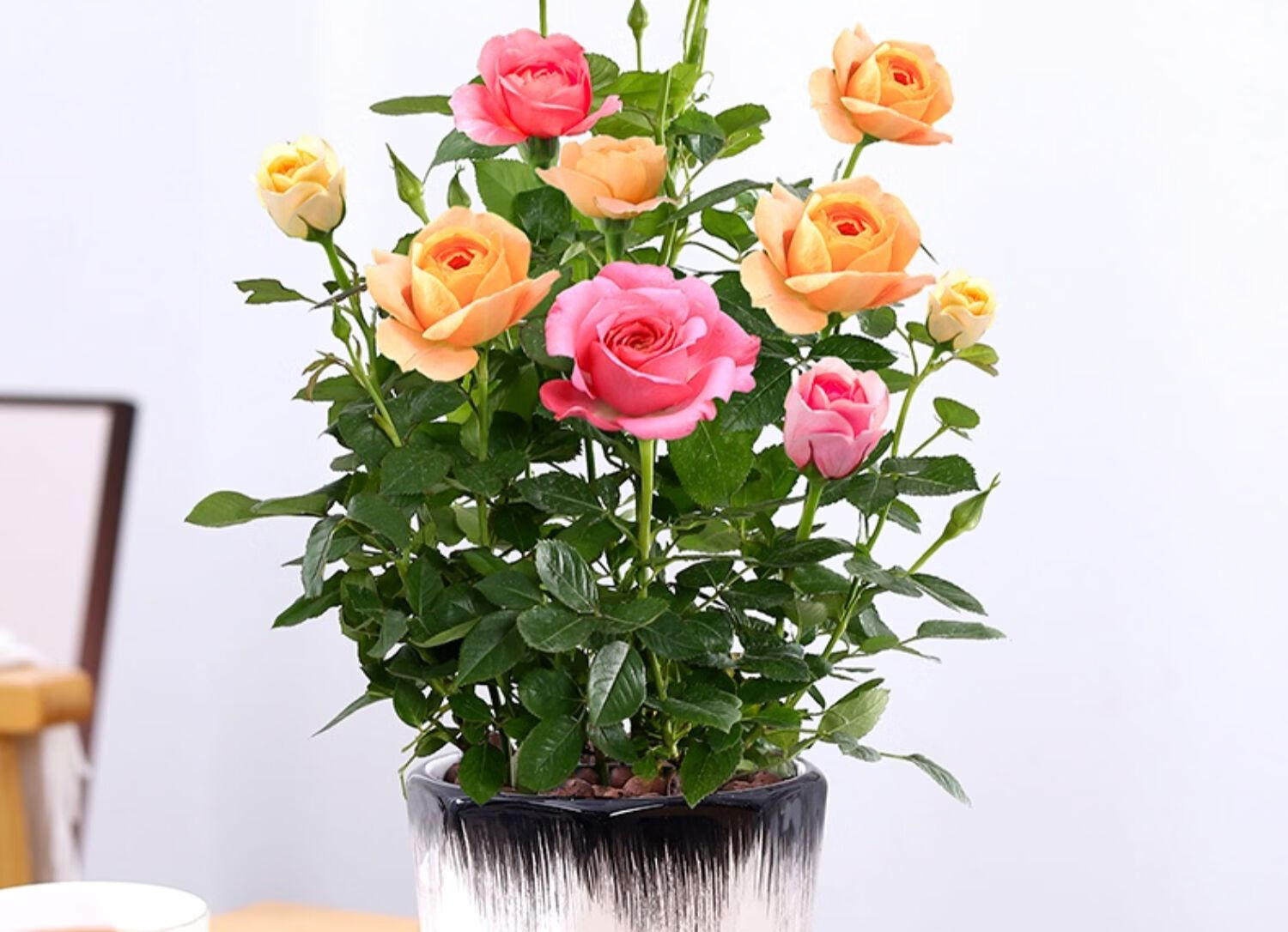 玫瑰花盆栽四季开花月季花树苗多色花卉植物室内阳台庭院花月季花基地