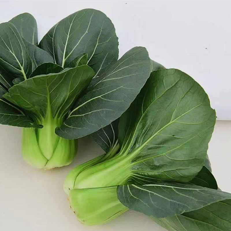 秋冬季晓富苏州青上海青奶油小青菜种孑农家四季播抗热耐寒蔬菜籽黑宝
